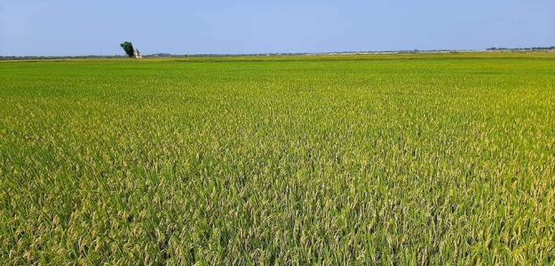 GẠO HỮU CƠ DIÊN SANH