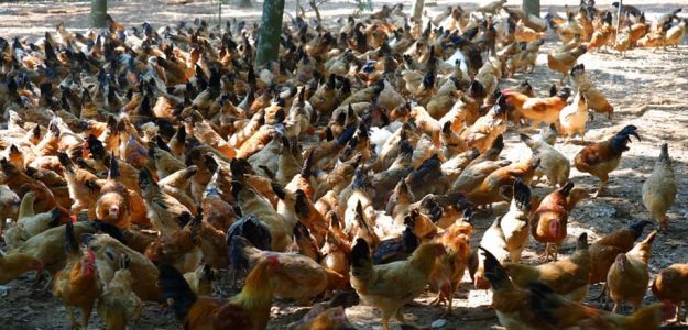 Gà cùa Phương Gia Trang