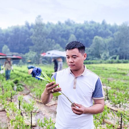 Cây tràm giống Long Thành